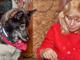 Pasadena Shelter's November Gift: Free Senior Pet Adoptions