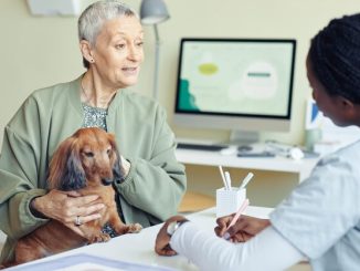Safeguarding Senior Dogs: Top Insurance Picks Unveiled