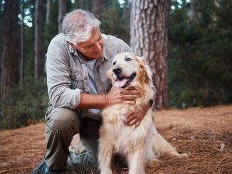 Top Dog Breeds for Golden Years Companionship