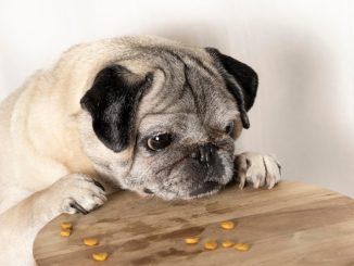 Top Senior Dog Food Picks: Nutrition for Ageing Canines