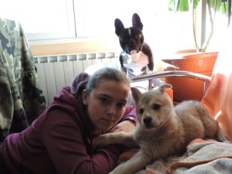 Elderly Pets Seek Loving Homes: A Golden Opportunity