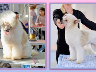 Neglected Pooch's Makeover Melts Hearts at Grooming Salon