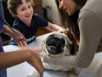 Therapy Dog Leo: Bringing Smiles to Students and Seniors