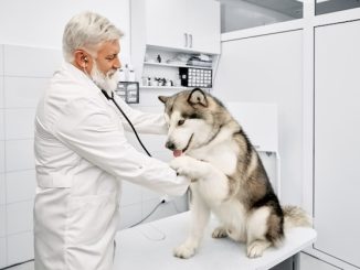 Protecting Senior Pooches: Pet Insurance for Older Dogs