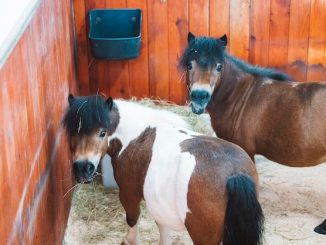 Tiny Horses Bring Big Smiles to Singapore's Nursing Homes