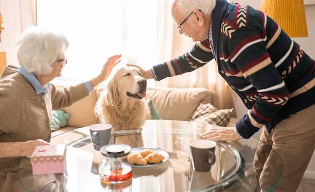 Knoxville's Super Kibble Bowl: Uniting Pets and Seniors in Need