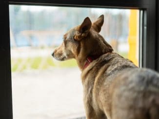 Lonely Shelter Dog's Silent Plea: Will You Be My Last Love?