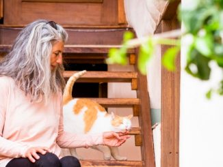 Purr-fect Retirement: UK's Cosy Village for Elderly Cats