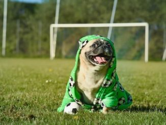 Senior Dog Steals Spotlight at 21st Puppy Bowl Extravaganza