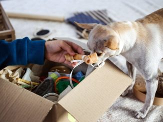 Super Kibble Bowl Unites Knoxville for Furry Friends in Need