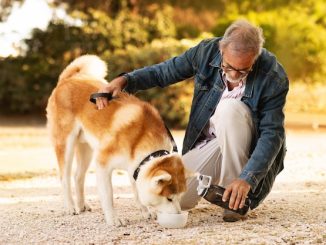 Team Up for Your Senior Dog's Golden Years
