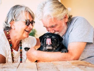 Top Dog Breeds for Seniors: Calm Companions for Golden Years