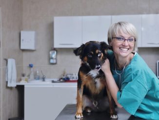 Top Pet Insurance Options for Your Ageing Canine Companion